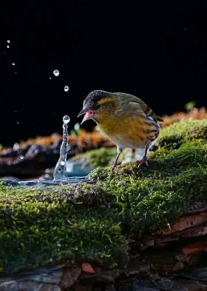 " ليس ڪل ما هو بسيط بلا قيمة ؛
فالحياة تبدأ من قطرة" 💦
