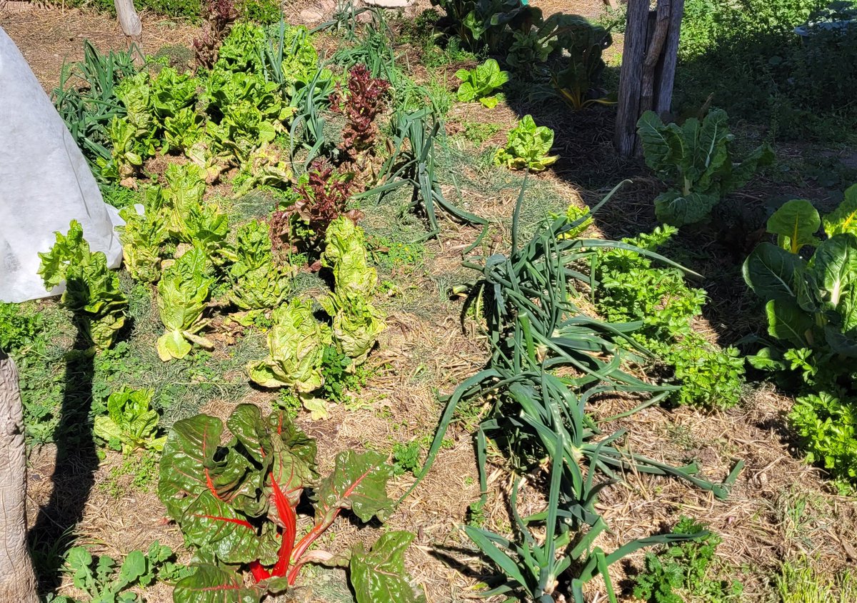 mirthasur's tweet image. Finalizando temporada otoño, comenzando primavera. #huertaencasa