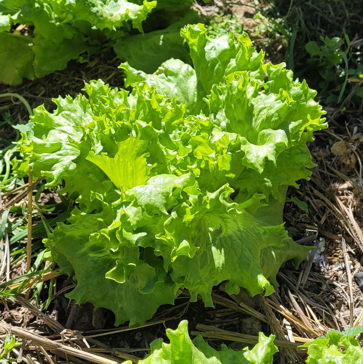 mirthasur's tweet image. Finalizando temporada otoño, comenzando primavera. #huertaencasa