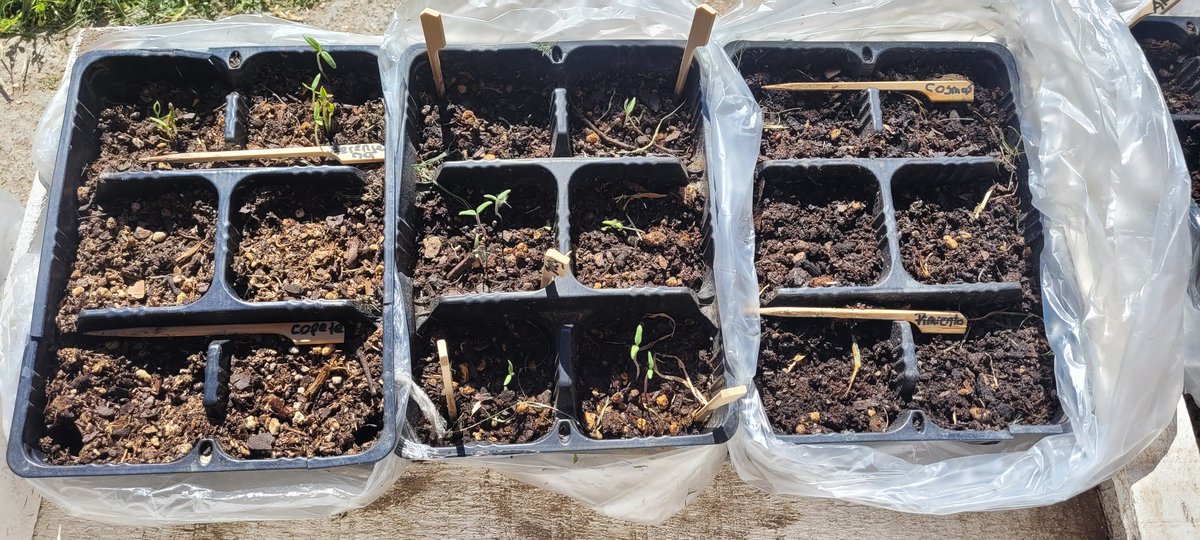 mirthasur's tweet image. Finalizando temporada otoño, comenzando primavera. #huertaencasa