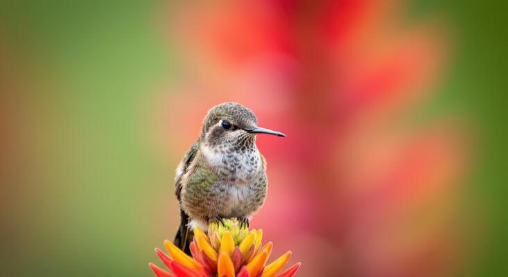 Colors too wild for words 🌺🦋
Sometimes one frame says everything.
#WildlifePhotography #NatureBeauty #ThePhotoHour