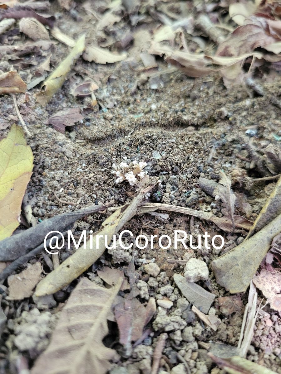 カラカラのフィールド巡回
ツクツクホウシタケが干からびてたり未熟だったり
これだけ乾燥しているのに幼菌が…
結局本日も雨無し