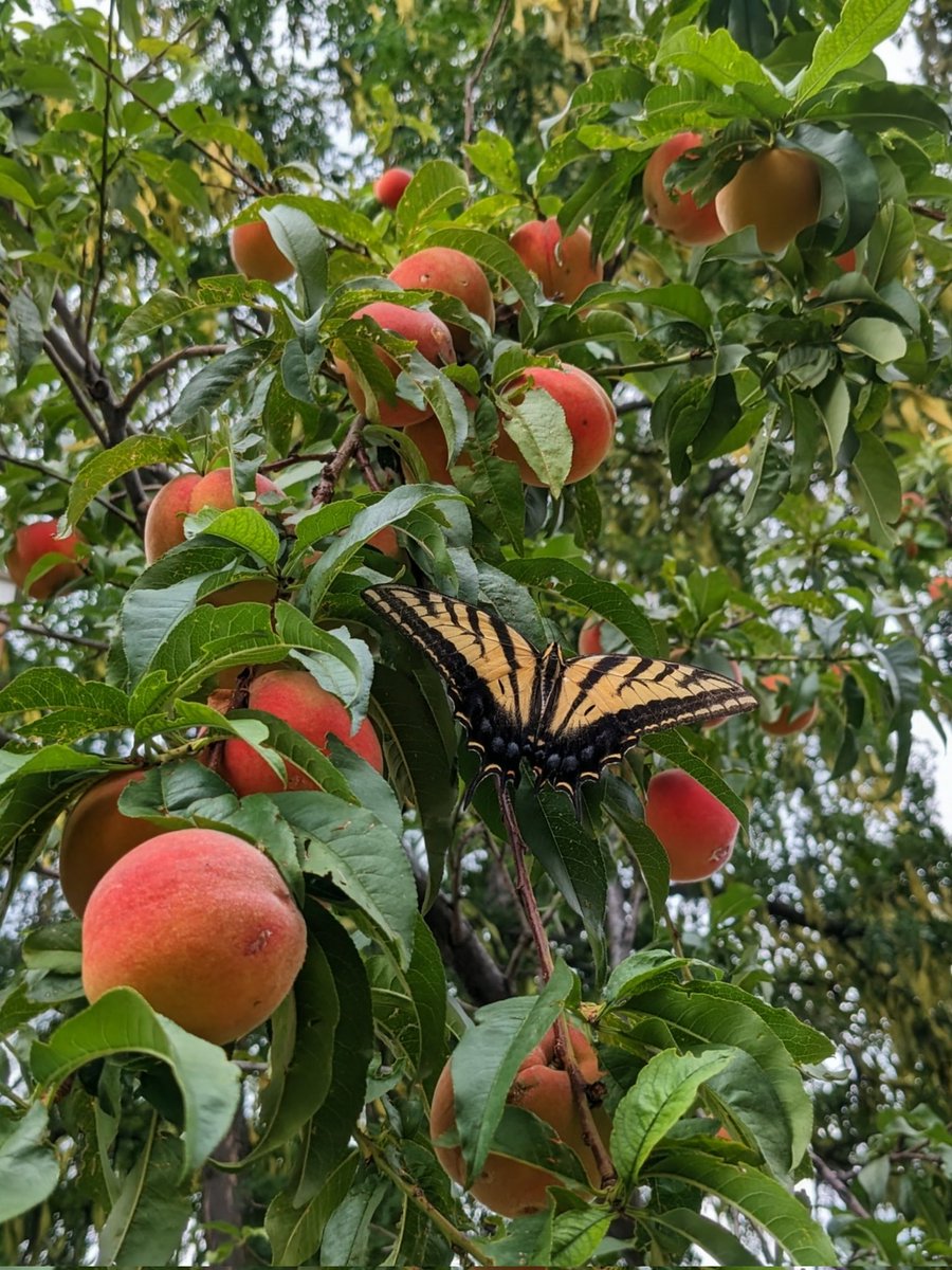 Timeline cleanse! Here is a GORGEOUS Tiger Swallowtail butterfly on our peach tree 🍑🦋
Summer hasn't looked prettier 🌞