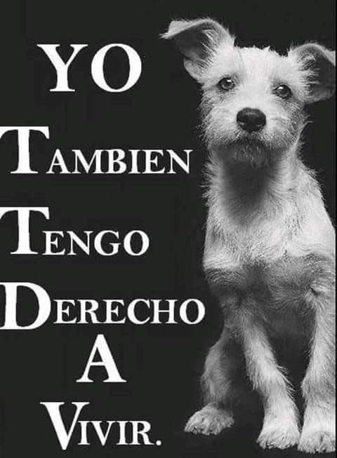 AlmasDeLaCalle's tweet image. ESENCIA

Soy un ser pequeño frente a sus ciudades inmensas,
pero mis pasos también marcan camino.
Soy un cuerpo frágil en medio del ruido,
pero mi corazón late con la misma fuerza
que el de quien se dice humano.

Miro sus manos cargadas de objetos,
mientras las mías, invisibles,…