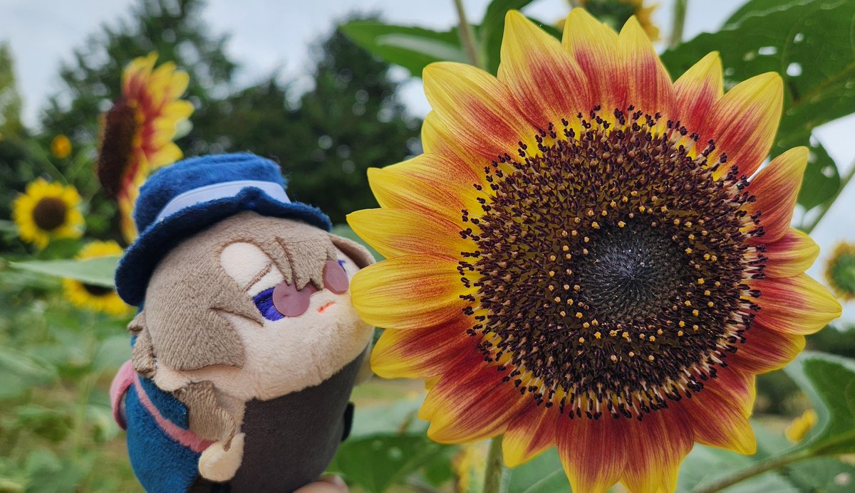 #見た人はお花と写ったぬい写真をアップする