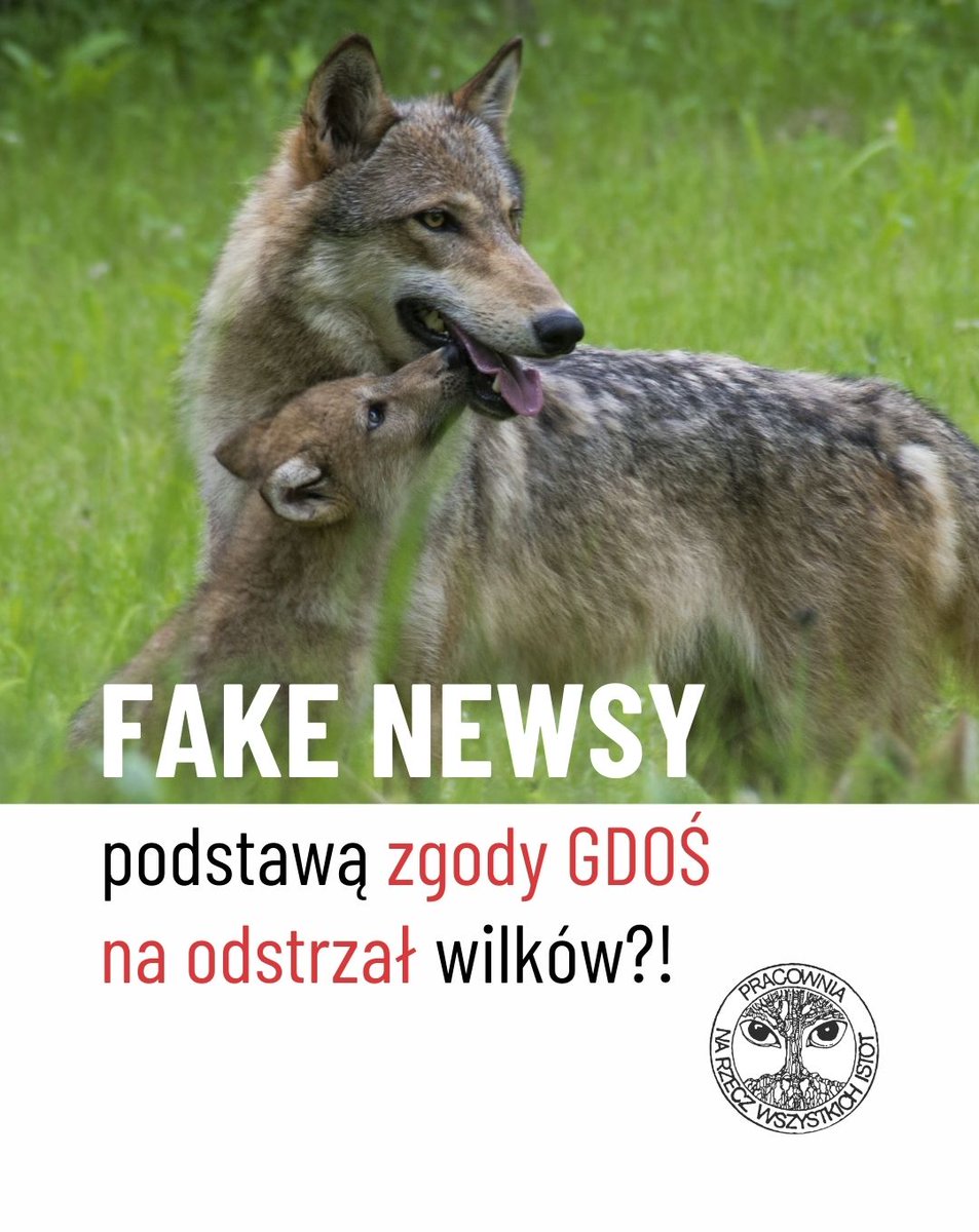 🐺🐺 Generalny Dyrektor Ochrony Środowiska wydał zgodę na odstrzał trzech wilków na podstawie niewiarygodnych informacji.

Sprawa napotkania przez mężczyznę, wracającego z pracy do domu w Gminie Komańcza, była nagłaśniana przez media. I jak to zwykle bywa – podkręcana