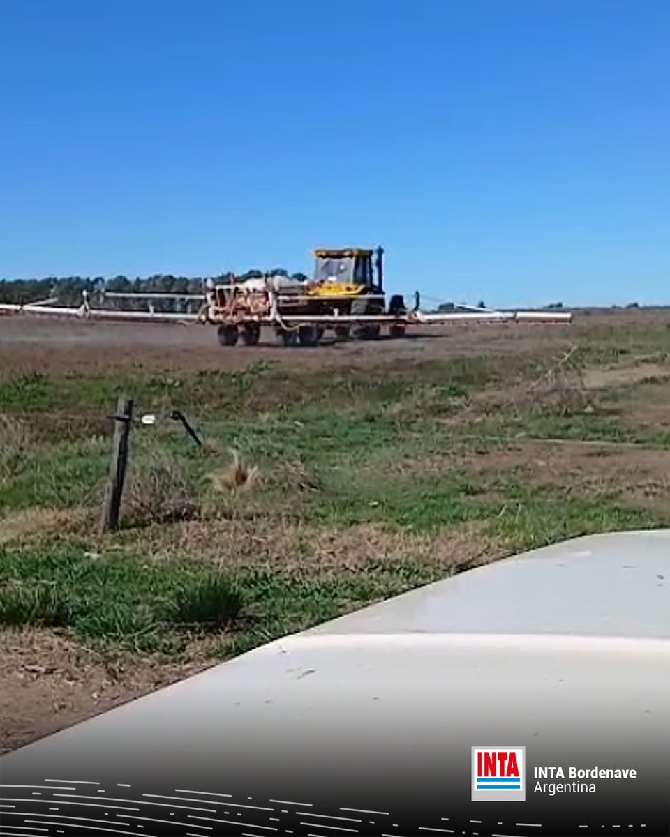 INTABordenave's tweet photo. 1/3📣 Control de #Hirchsfeldia incana (#mostacilla) 🌱🌱 Aplicamos 2.4DB y Bromoxinil en un ensayo experimental, donde estamos evaluando alternativas de diseños de siembra para consociar #Sainfoin y #Alfalfa, como estrategia para prevenir el #empaste en bovinos 🐃🐂 https://t.co/GRmRp0Ab0X