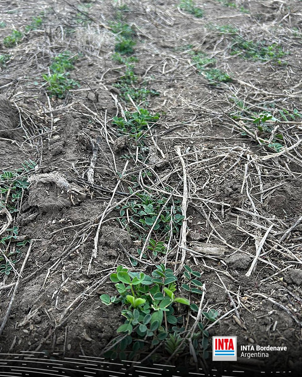 INTABordenave's tweet photo. 1/3📣 Control de #Hirchsfeldia incana (#mostacilla) 🌱🌱 Aplicamos 2.4DB y Bromoxinil en un ensayo experimental, donde estamos evaluando alternativas de diseños de siembra para consociar #Sainfoin y #Alfalfa, como estrategia para prevenir el #empaste en bovinos 🐃🐂 https://t.co/GRmRp0Ab0X