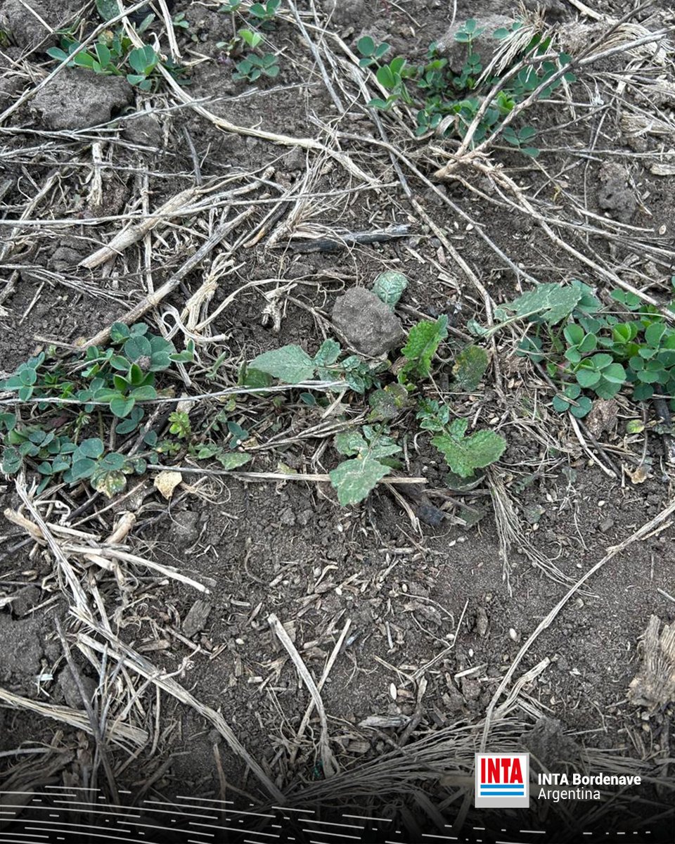 INTABordenave's tweet photo. 1/3📣 Control de #Hirchsfeldia incana (#mostacilla) 🌱🌱 Aplicamos 2.4DB y Bromoxinil en un ensayo experimental, donde estamos evaluando alternativas de diseños de siembra para consociar #Sainfoin y #Alfalfa, como estrategia para prevenir el #empaste en bovinos 🐃🐂 https://t.co/GRmRp0Ab0X