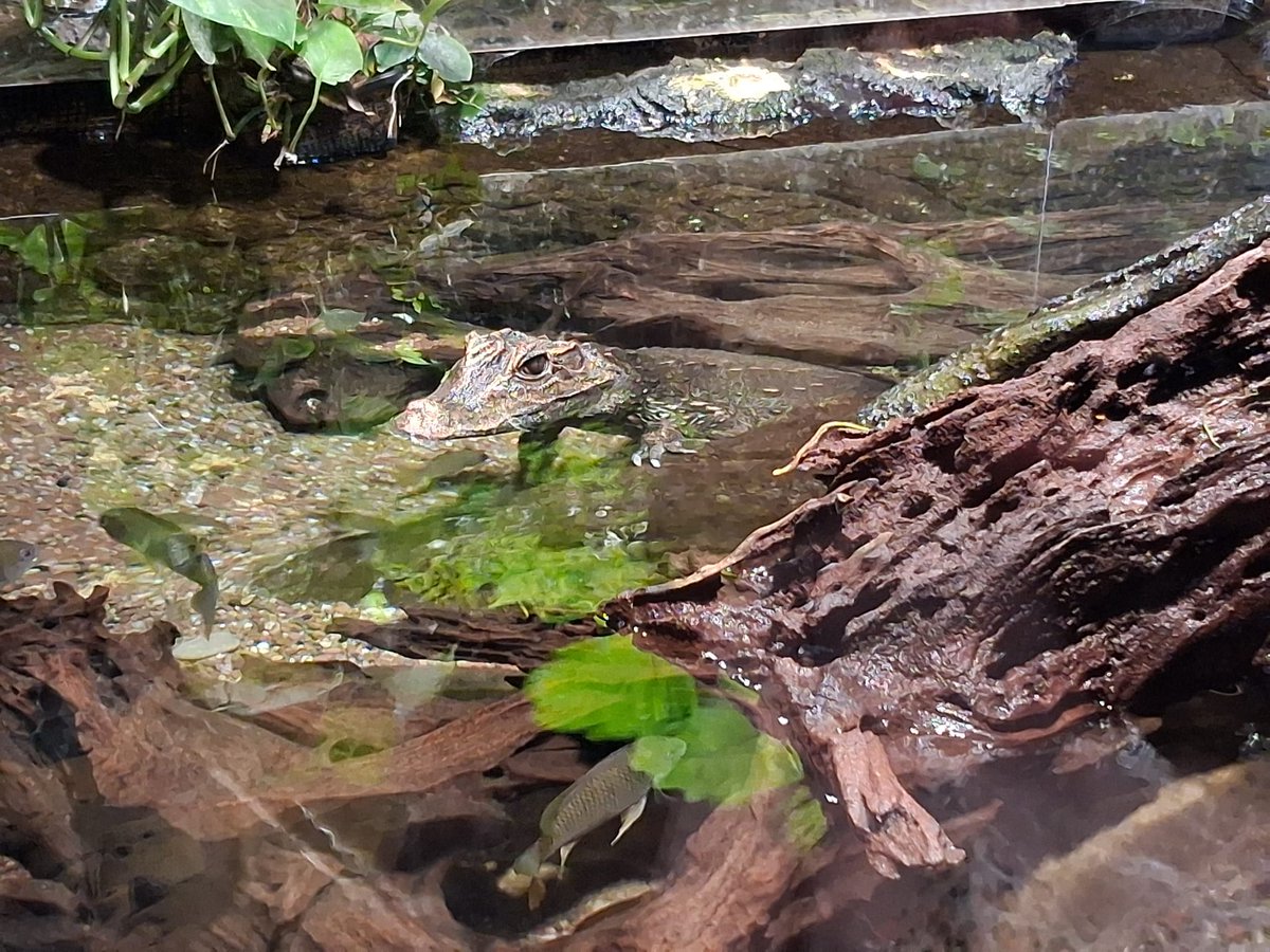 After an authentic Deutsche Bahn experience, we got to visit beautiful Bremerhaven. At the Klimahaus we learnt all about the effects of climate change, not just in Germany but world-wide. The crocodiles and fish in the pools there really drive the message home! #GPCBadIburg
