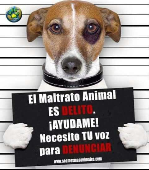 NECESITO TU VOZ

No tengo tribunales,
no tengo abogados,
no tengo un micrófono que repita mi dolor.

Solo tengo este cuerpo marcado,
ojos que preguntan en silencio
por qué la justicia se olvida de los inocentes.

Cada golpe que recibí
fue también un golpe contra tu humanidad.