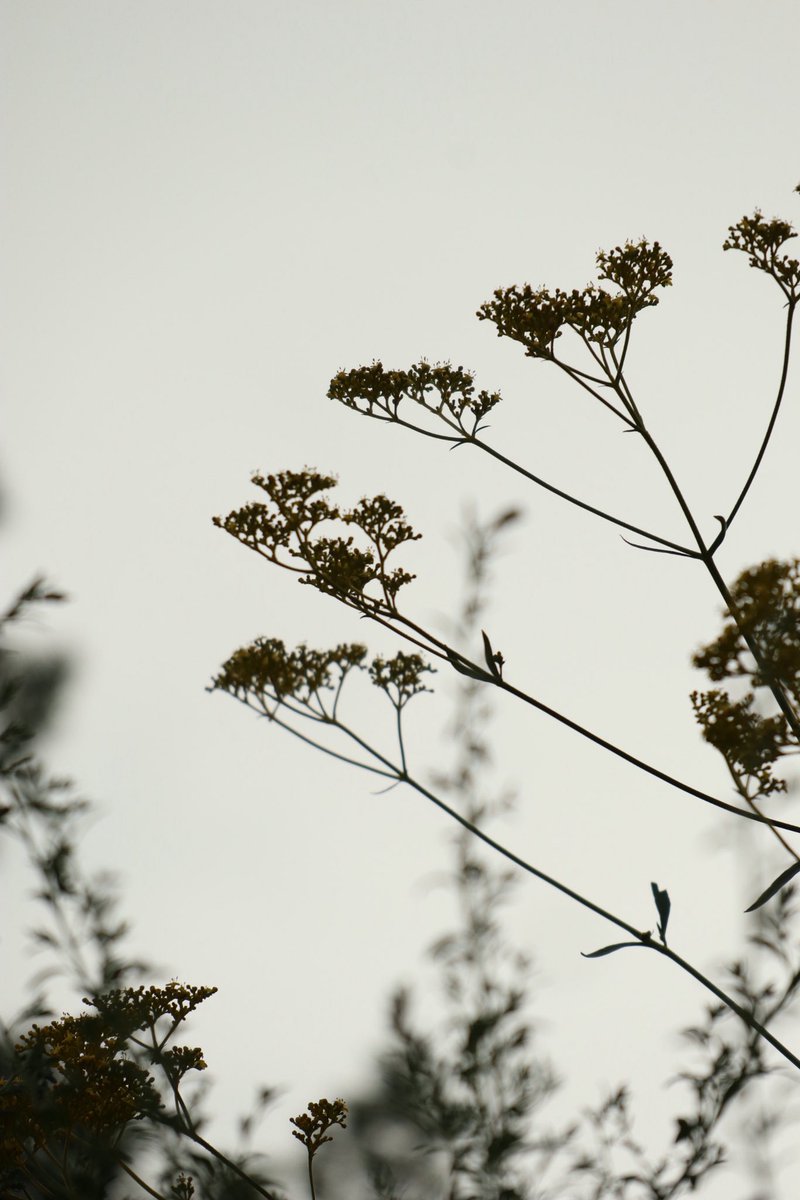 君がいなきゃ世界の色だって霞む

 #写真好きな人とつながりたい  #写真撮ってる人と繫がりたい  #写真で伝えたい私の世界  #カメラ好きな人と繋がりたい  #キリトリセカイ  #TLを花でいっぱいにしよう