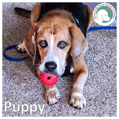 MidWest Beagle Rescue, Education and Welfare, Inc. (@mwbeaglerescue) on Twitter photo My name is Puppy, but I'm 9yo, but don't let my age fool you! I've got plenty of energy & a lots of love! If you are looking for a buddy who will be your walking & couch buddy & love you so much, I just may be your guy. gotbeagles.org/listings #beagle #AdoptDontShop <a href="/beaglefacts/">Beagle Facts</a> My name is Puppy, but I'm 9yo, but don't let my age fool you! I've got plenty of energy & a lots of love! If you are looking for a buddy who will be your walking & couch buddy & love you so much, I just may be your guy. gotbeagles.org/listings #beagle #AdoptDontShop <a href="/beaglefacts/">Beagle Facts</a>