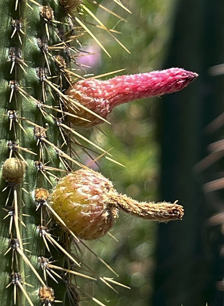 Ruth received this cactus many years ago under the name Cleistocactus buchtienii, and while it is certainly a Cleistocactus, it does not match photos of that species. It looks more like Cleistocactus tominensis subspecies micropetalus, so I suspect it is that. - Brian (Curator)