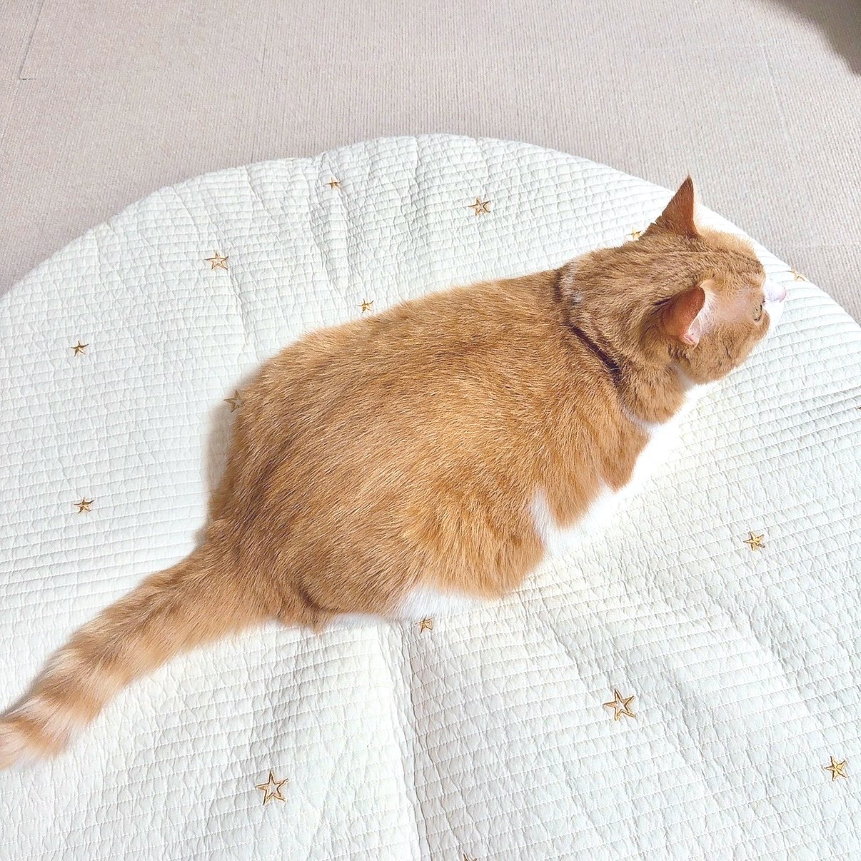 沙倉くぅ(ねこ) on X: 