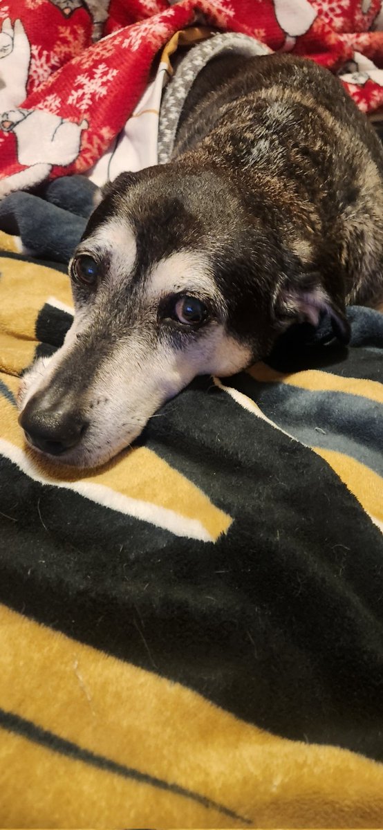 RotoDog_'s tweet image. Hello its me. Sorry I late for dog day. I was watchin' my shows and forgot
How are ya?
Have a cool day
Thankoo 

#NationalDogDay 
#dogoftheday 
#dogsoftwitter 
#dogsofx