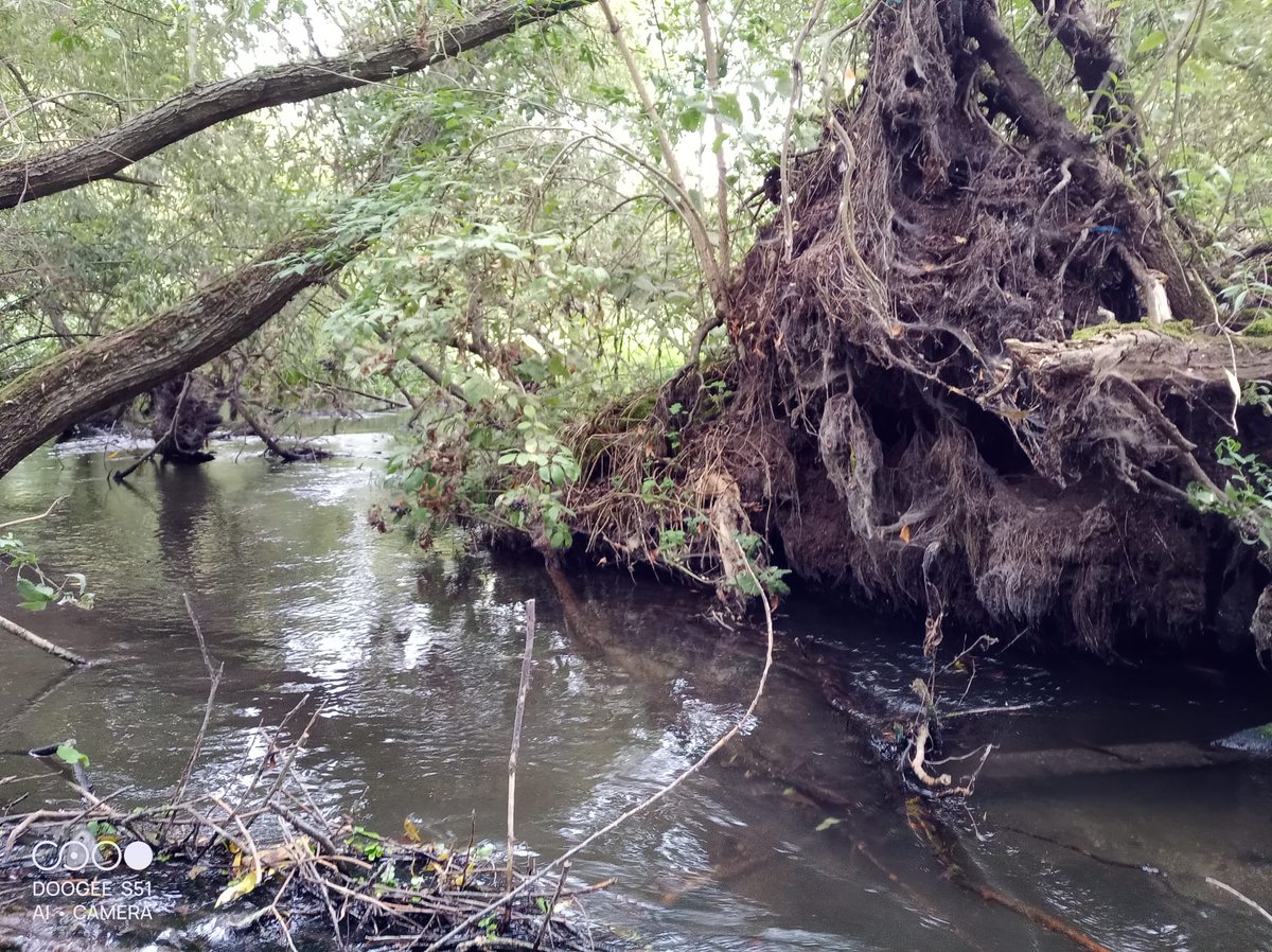 A great recce yesterday on River Colne / GUC / wet woodland site at Troy Lake with Matthew Mountain <a href="/GwkSouth/">Groundwork South</a> and <a href="/WildTroutTrust/">The Wild Trout Trust</a> scoping out bank stabilisation works...
#WestHyde #Harefield <a href="/hertscc/">Hertfordshire County Council</a>