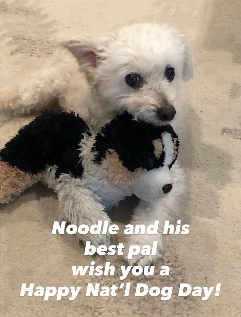 I got your #NationalDogDay right here. #Noodle and his buddy say “Hi!” and Happy National Dog Day! #bestfriends #loveyourpet #lovemelovemydog