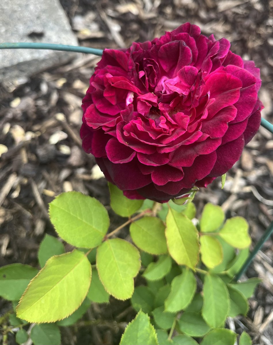 So late for #Rosewednesday today, I blame the bank holiday🤣. Here’s the gorgeous “Munstead Wood” rose. Deep burgundy blooms that really stand out in the garden. Have a lovely rose filled day everyone. #Roses #GardeningX