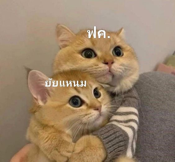 นี่ปกติก็ไม่ใช้คนไฟต์เรื่องอะไรงี้นะ แต่ยัยแหนมหน่ะพวกเรา​แกล้งได้คนเดียวนะ