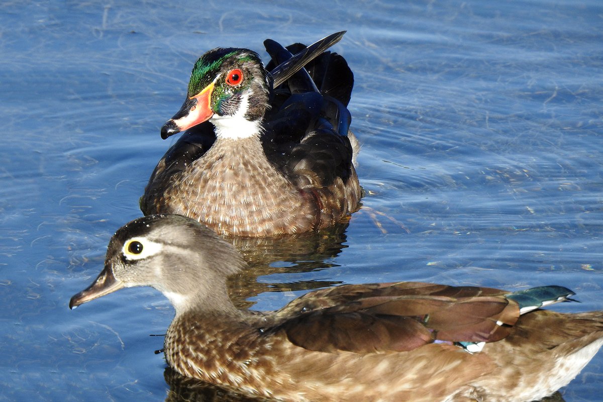 A couple of Wood Ducks 🙂. #TwitterNatureCommunity #BirdsOfTwitter #Birds #birding