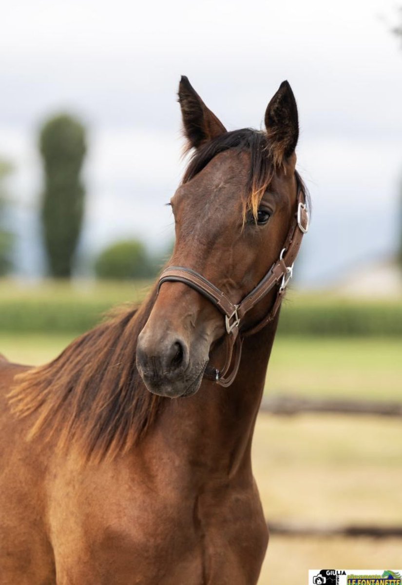 Look at this fantastic filly 😍
Lara Brofont 🇸🇪 (Francesco Zet - Mission Us) 
#41 Arqana Select European Yearling Sale in Deauville 2nd september. 
Swan Wise As (1.11,4 €140.118), Denver Gio (08,7 €394.725), In Wise As (12,3 €221.288), Mind Wise As (13,5 €291.407)