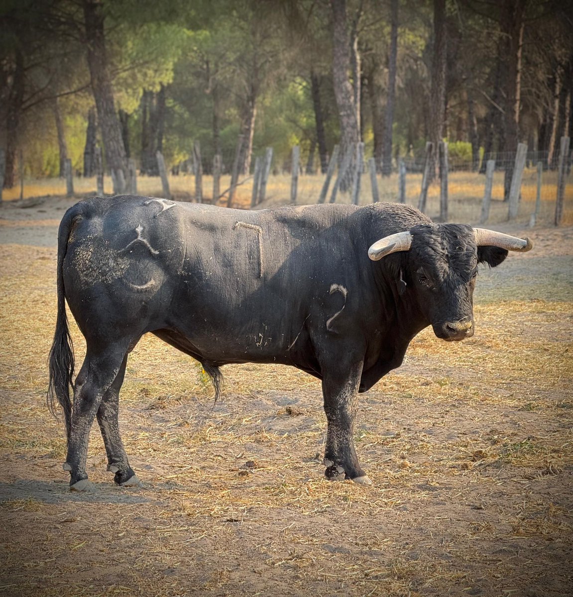 Novillos de RASO DE PORTILLO que serán lidiados en la Feria Taurina del Arroz de Calasparra, el día 5 de septiembre.