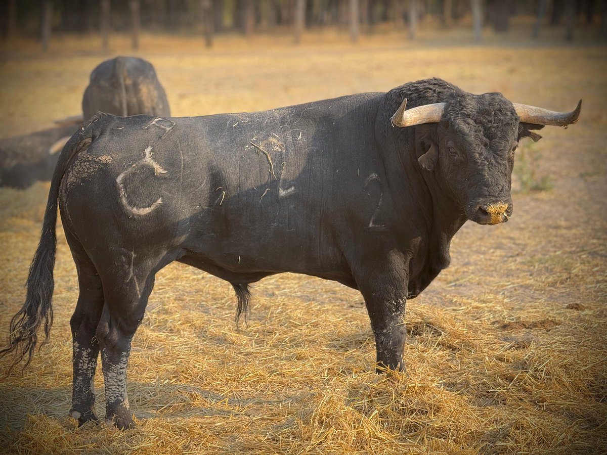 Quite de calasparra tweet media