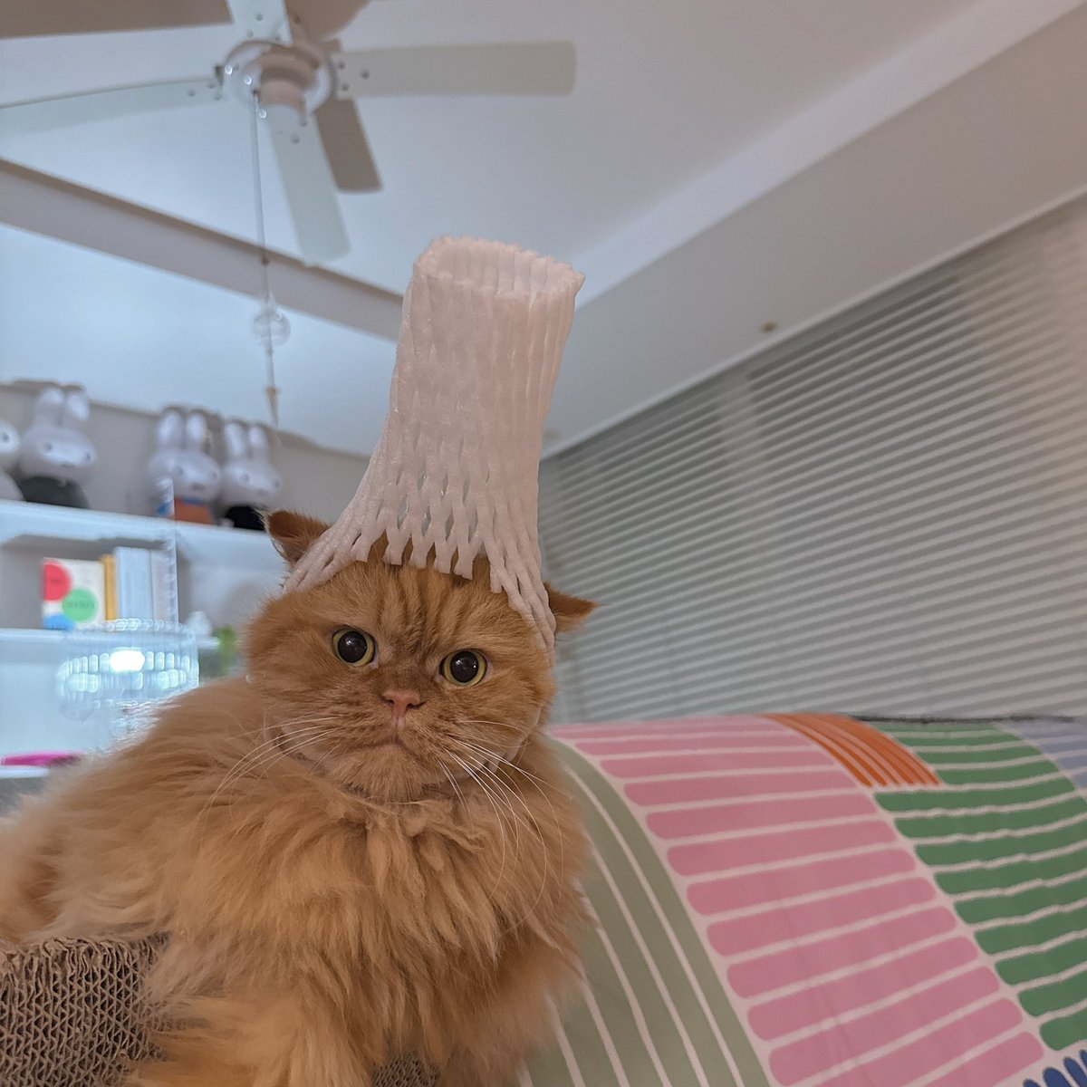 집사 특.. 
이런거 꼭 얼굴에 씌워봄