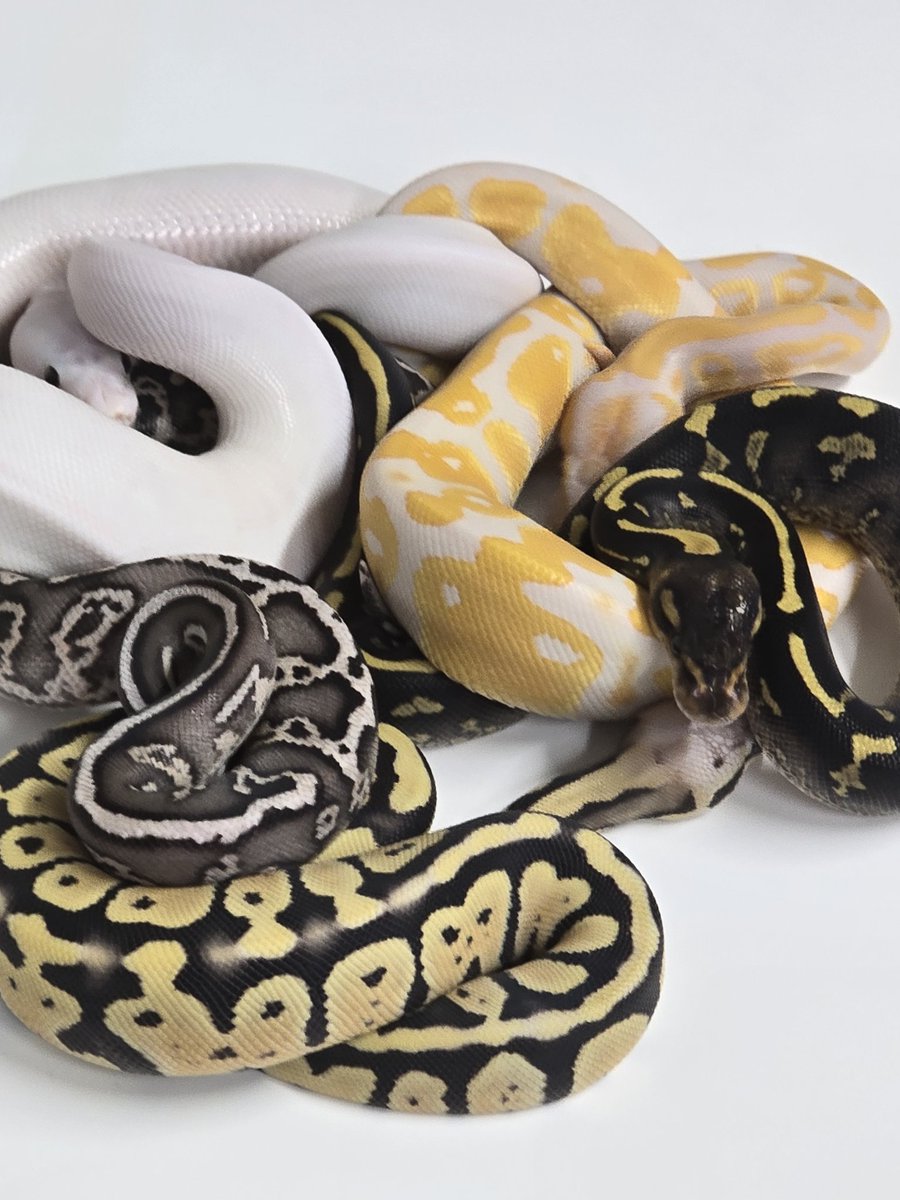 大阪に舞台を移動。 ボールパイソンの教科書2の 撮影で06ShockWave