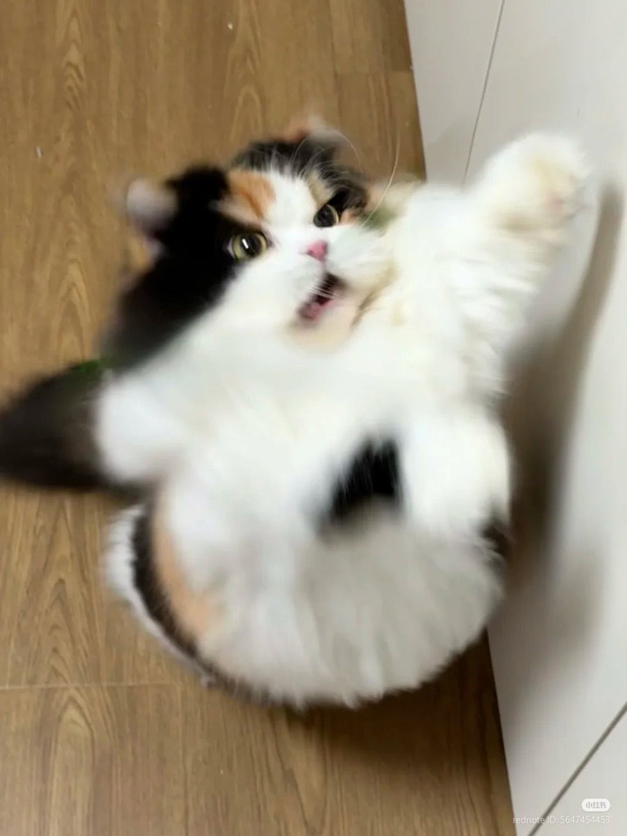 panik_cattack's tweet image. Yaa