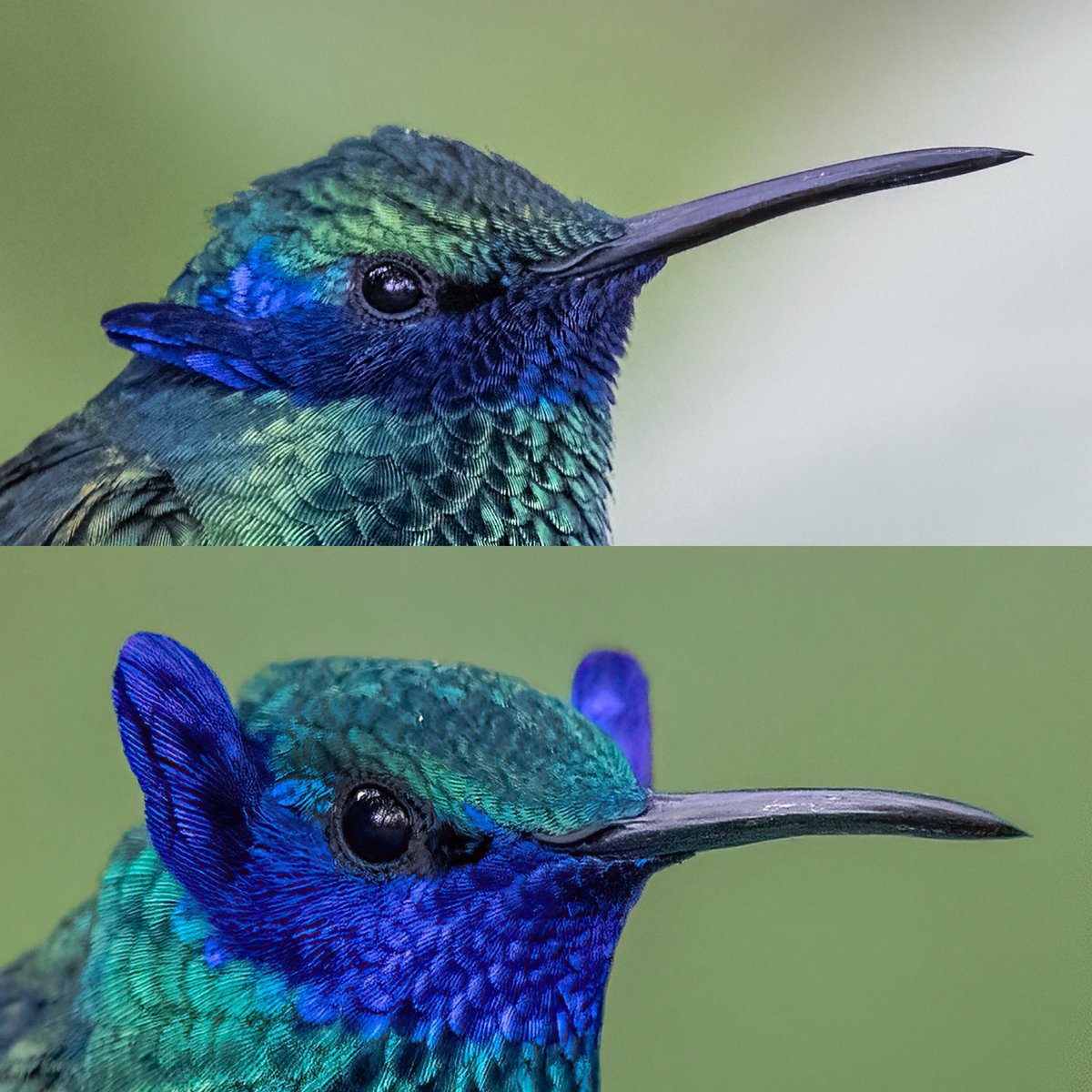 Vas tranqui en Transmilenio y de repente comienzan a contar un buen chisme en el asiento de atrás….😂😂😂

Todo porque hoy es …#miercolesdeemplumados