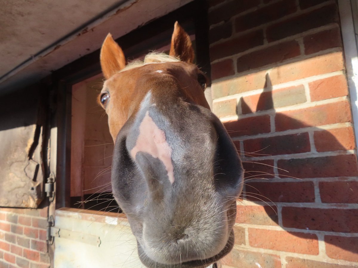 Hughie Morrison Racing tweet media