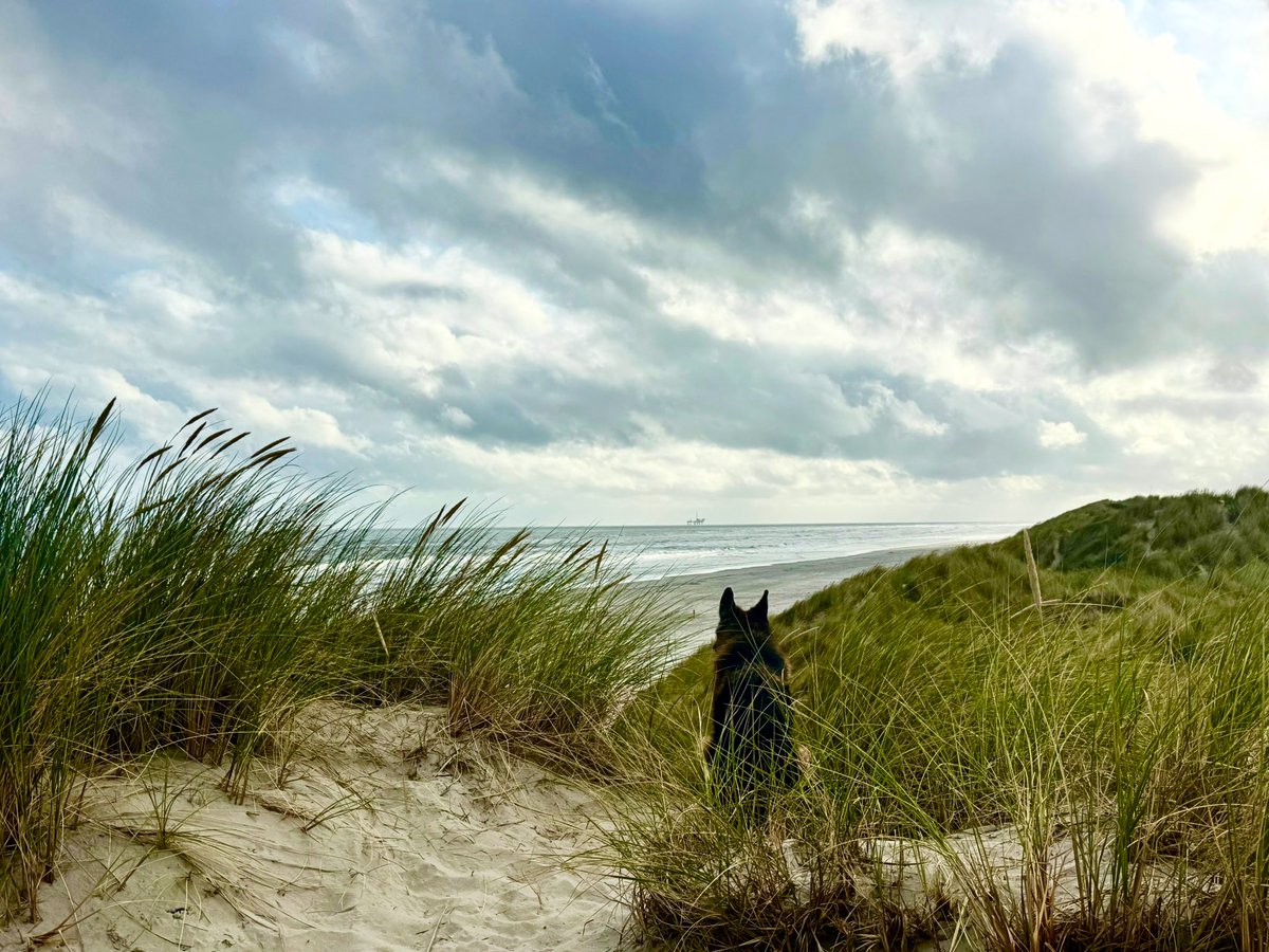 richardtkiewiet tweet media