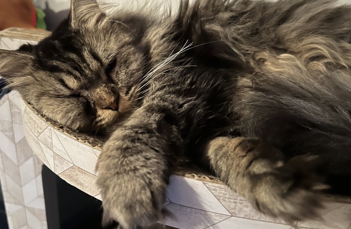 ぶちゃいく🐈

テレビ鑑賞中📺

#ねこのいる生活 #保護猫 #保護猫と暮らす #元繁殖猫　#猫好きさんと繋がりたい　#ミヌエット