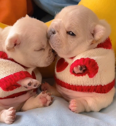 S_P_A_R_K__'s tweet image. I Follow Back - do you? 
#iFollowBack #TFB  #FolloForFolloBack #follo4folloback #F4F #Follow4Follow #IFB #相互フォロー code pics puppy photo Nvidia BleuDeCHANEL Adam Thielen Scott Bessent  Greenland poyer skol eggs bobo jimin The Panthers Jalen Coker Keegan Bradley $NVDA