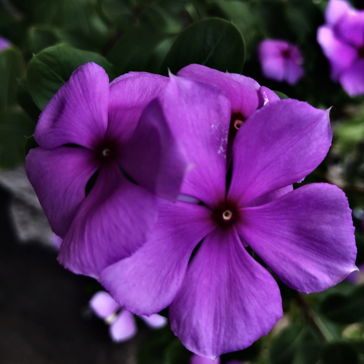 MicRic290's tweet photo. |๐จ๐บ Holguรญn, Cuba
Pink Madagascar periwinkle a.k.a. Bright Eyes, Graveyard plant, Old Maid.
๐ฉท La Pervenche de Madagascar est largement rรฉpandue dans de nombreuses rรฉgions tropicales.
#WildflowerWednesday #pinkonwednesday #Cuba https://t.co/Wu9EX8PSmF