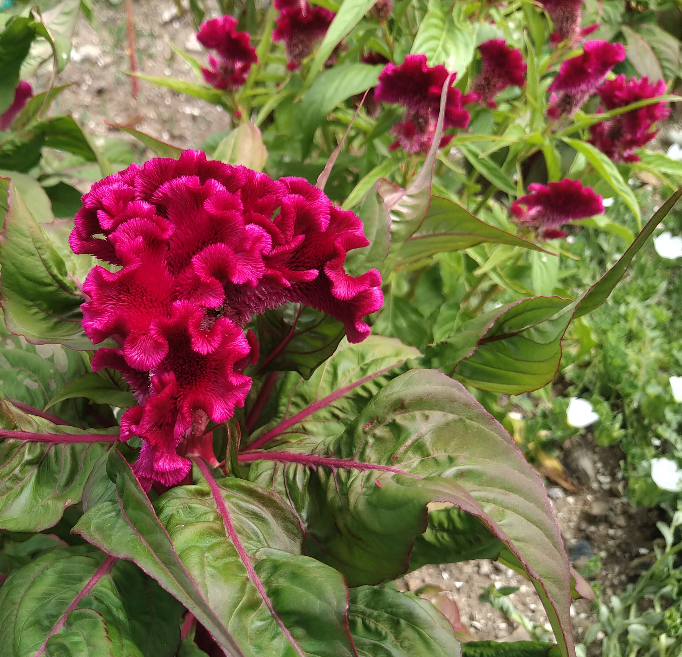 ♦︎ ケイトウ様御専用ページ♦︎ ♦︎ ケイトウ様御専用ページ♦︎ セロシア（ケイトウ） アーカイブ