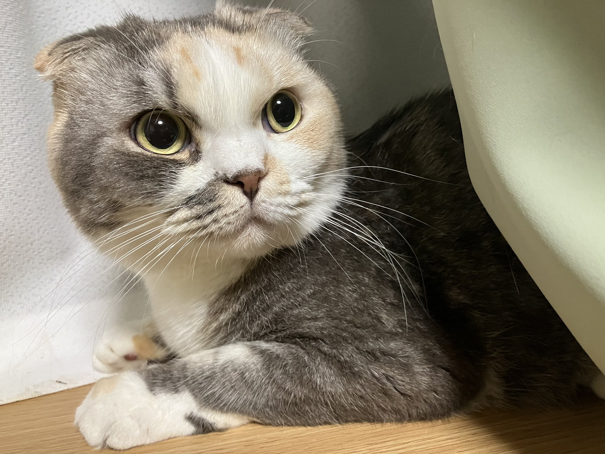 ねこ ひろ🍵🍉(SDK)😸🐈 on X: 