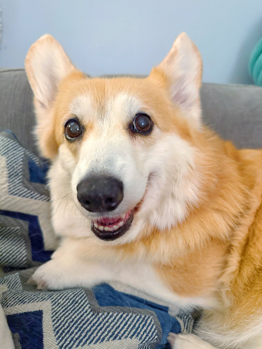 Midweek check-in! How are you feeling today? Good, bad, ok? Taylor Swift is getting married, pumpkin spice is back, and September is right around the corner. That’s a lot all at once 🤣 Don’t worry, I’ll be here if you need me. ❤️ #corgi #corgicrew