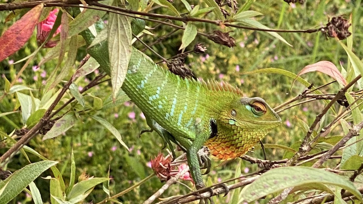 TomSoperUK's tweet photo. Another stage of the #PekoeTrail complete! Stunning views and wildlife spots along the way. #SriLanka https://t.co/6JhOC5eBGm