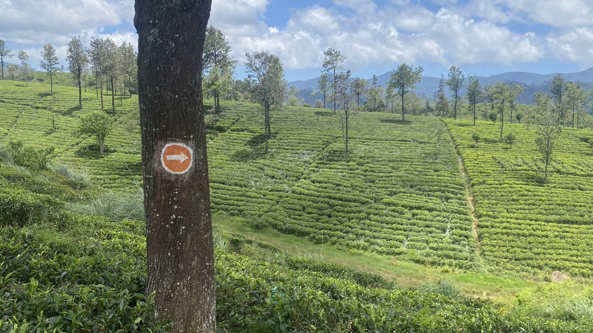 TomSoperUK's tweet photo. Another stage of the #PekoeTrail complete! Stunning views and wildlife spots along the way. #SriLanka https://t.co/6JhOC5eBGm