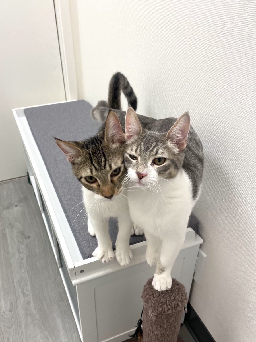 🚨 SF Bay Area

PUDDING and CUSTARD are still desperately awaiting to be chosen. These are 2 of the sweetest, purriest lap kittens I've ever known!

They would love to be adopted together🩷

Who's going to be their lucky human? 🥹

friendsofbearcatrescue.org/contact