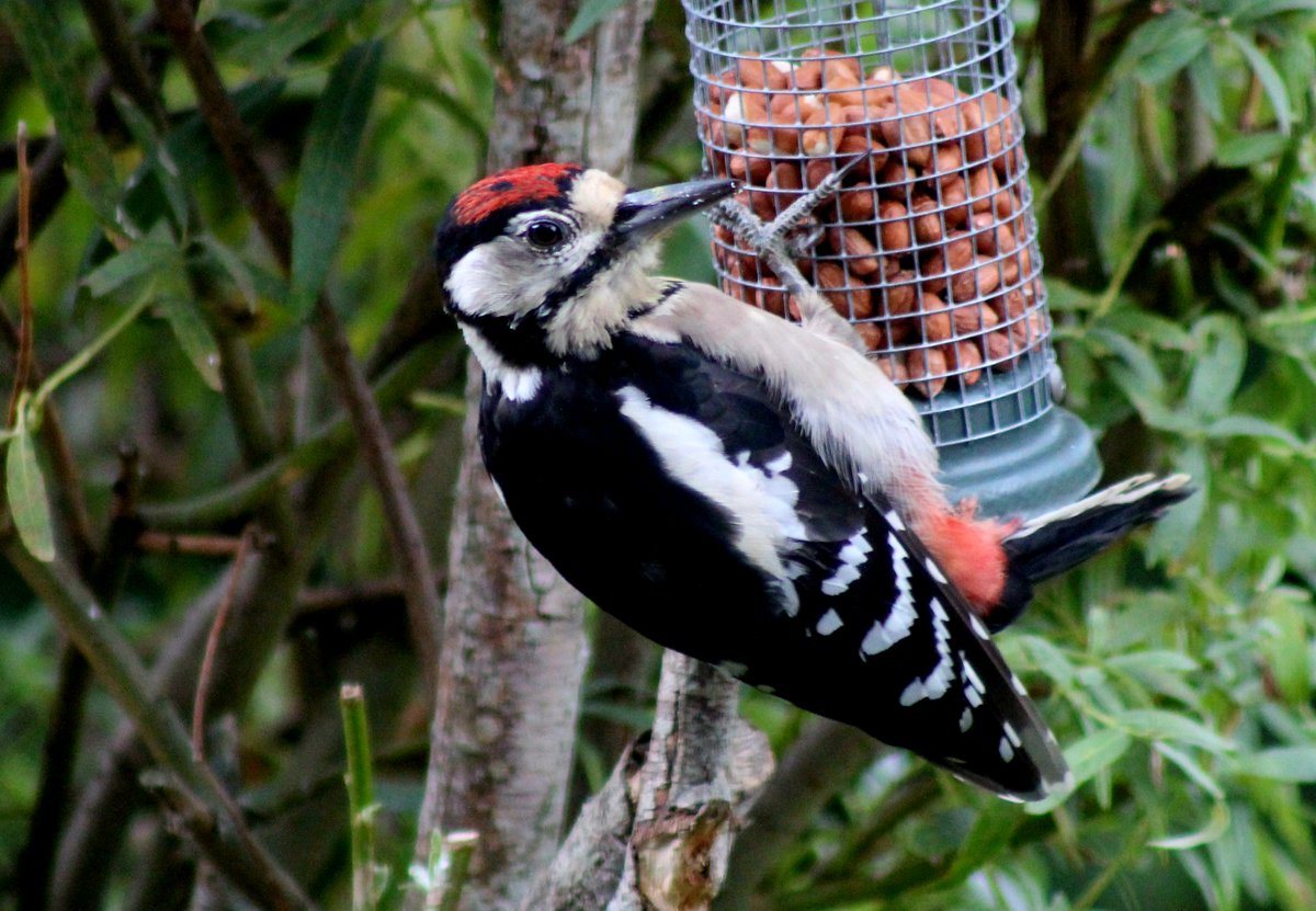 Borders Dexy (@dexysrun) on Twitter photo Never saw it all week and as if by magic Woody appeared on the feeder today on Woodpecker Wednesday #woodpeckerwednesday <a href="/NatureScot/">NatureScot</a>
<a href="/NatureUK/">NatureUK</a> <a href="/Natures_Voice/">RSPB</a> <a href="/wildbirdtrust/">The Wild Bird Trust</a> <a href="/BirdGuides/">BirdGuides</a> #birdphotography #ukbirding #BirdLife #wildlife #Woodpeckers <a href="/RSPBScotland/">RSPB Scotland</a> #BirdsSeenIn2025 Never saw it all week and as if by magic Woody appeared on the feeder today on Woodpecker Wednesday #woodpeckerwednesday <a href="/NatureScot/">NatureScot</a>
<a href="/NatureUK/">NatureUK</a> <a href="/Natures_Voice/">RSPB</a> <a href="/wildbirdtrust/">The Wild Bird Trust</a> <a href="/BirdGuides/">BirdGuides</a> #birdphotography #ukbirding #BirdLife #wildlife #Woodpeckers <a href="/RSPBScotland/">RSPB Scotland</a> #BirdsSeenIn2025