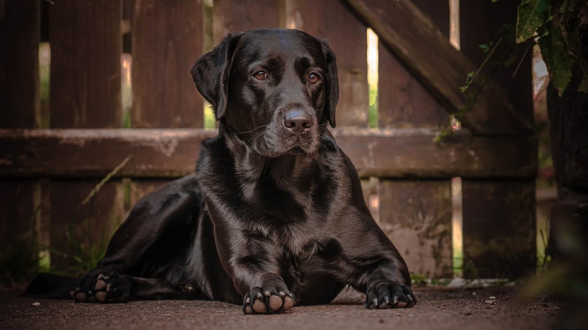 Isle Of Man Prison Dog Section tweet media