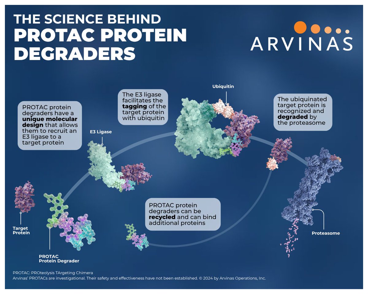 ArvinasInc's tweet image. What makes #PROTAC molecules unique?

They contain two binding domains—one binds to disease-causing proteins, the other to an E3 ligase, marking proteins for elimination by the proteasome or “garbage disposal of the cell.” Each PROTAC can repeat this process many times.

Explore…