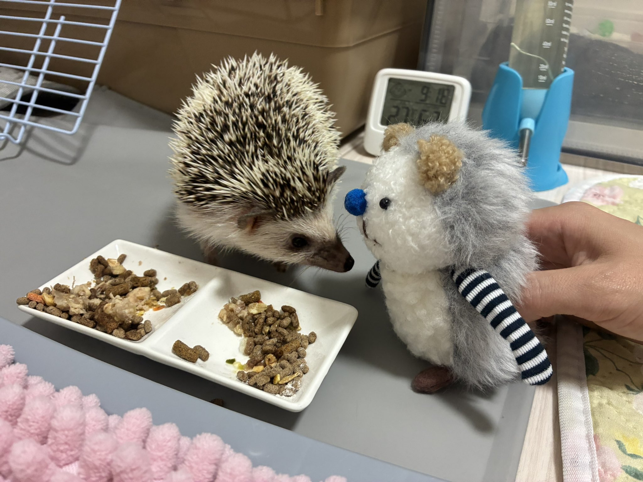 【メイタン様ご確認ページ】ハリネズミ メイタン様ご確認ページ】ハリネズミ ハリネズミ - Search / X