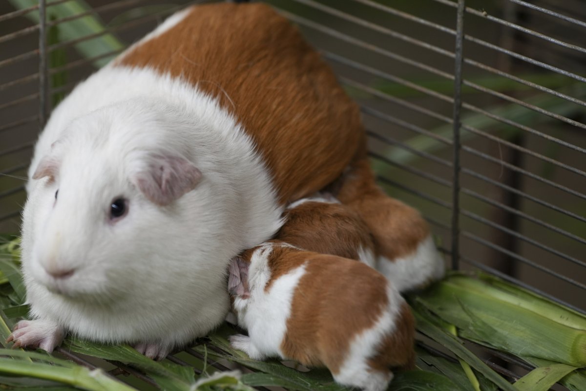 If you have small animals like #GuineaPigs or #Rabbits our product works wonders at eliminating odors! Completely safe to use directly in the cage. Check it out >>> cleartheair.com/small-animal-o…