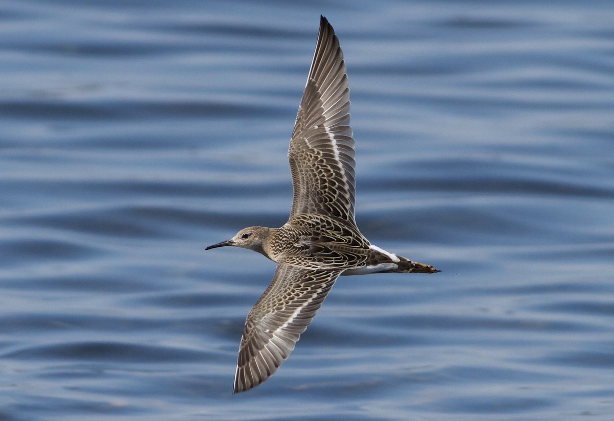 Mark Robanson tweet media