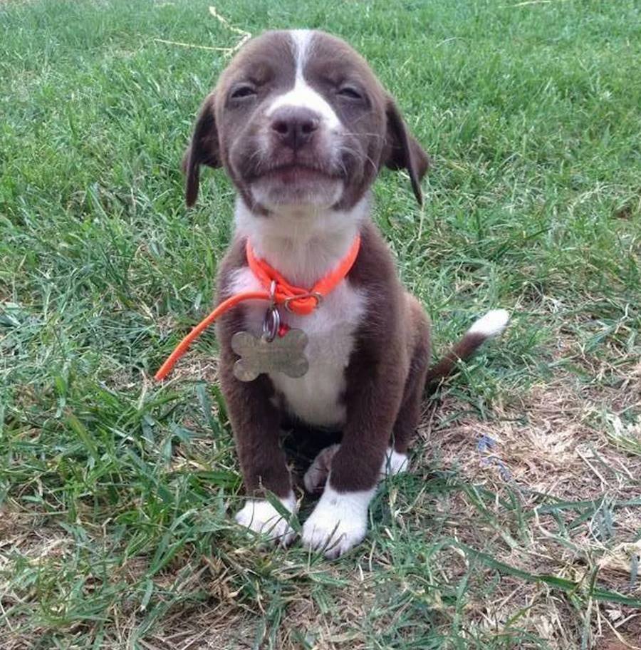 "My mom got a new puppy. Meet Melvin!" Adorable!!! 🙂